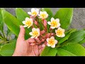 चम्पा के पौधे से ज़्यादा फूल पाने का सबसे आसान तरीका | How to Grow and Care Champa in Summers.