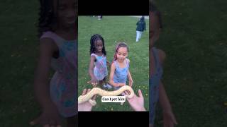 #petsnake #brampton #viral #canada #ballpython #fyp #snakes #lifewithsnake #kids