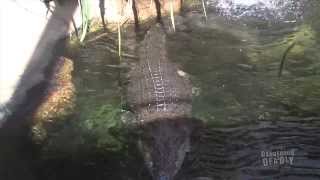 Dangerous and Deadly: Saltwater Crocodile