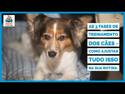 Vídeo: Como evitar que os gatos fujam de casa: 10 etapas