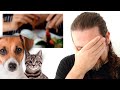 Vegano reage a youtuber que come cachorro e gato
