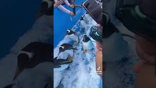 #penguen #penguin #news #fly #ilginç #dünya #belgesel #enteresan #shots