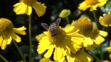 Bumble Bee and hoverfly feeding