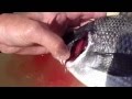 fishingmax垂水店　チヌの血抜き