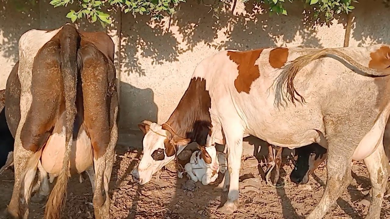 اسعار البقر الوالد والعشر واللبن في سوق بيبان تبع كوم حماده بحيره يوم 4/8/2025