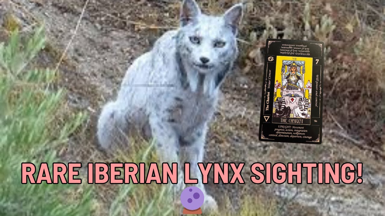 Духовное значение появления иберийской рыси | Мощное предзнаменование возрождения, тайны и защиты