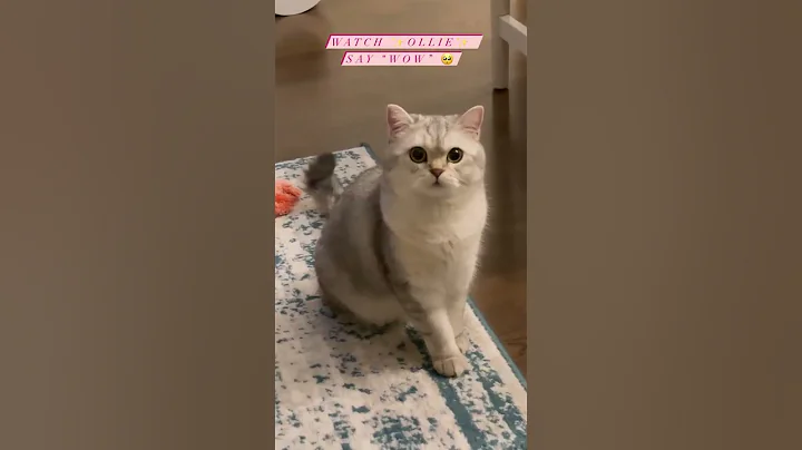 Video 11243431: funny cat reaction kittens, cat kitten cute funny, compilation cute kitty, funny cats dogs