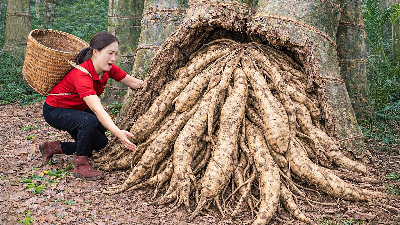 Harvesting Giant Forest Tubers from Rotting Tree Stumps, Dangerous Invasive Wild Tuber | Forest Food