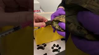 Intramuscular injection administration in tortoises