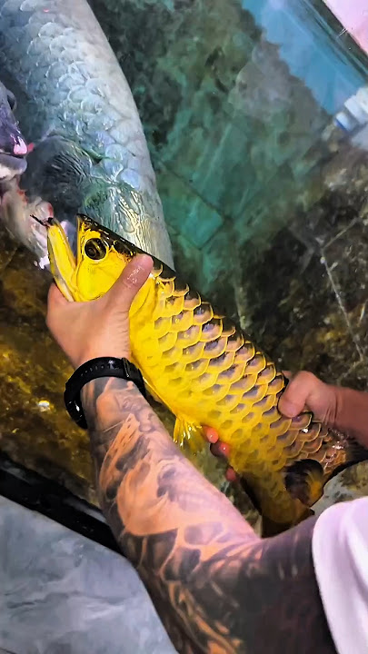 THE ONLY FISH THAT EATS MULTIPLE THINGS #shorts