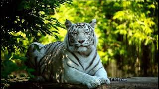 harimau putih suara macan white toger sound effect video no copyright free footage stock download