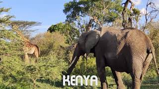 Amazing scene of wild animals in 4k - scenic relaxation film