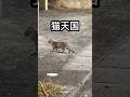 たまに通れないくらい猫がいる #猫 #野良猫 #地域猫
