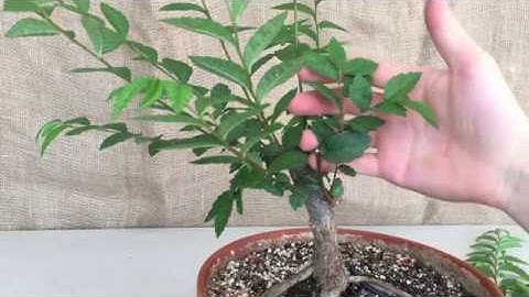 Creating a Chinese Elm Bonsai pt1