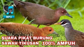 SUARA PIKAT BURUNG SAWAH TIKUSAN,, DI JAMIN DATANG 100% AMPUH