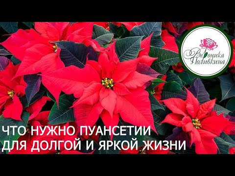 Как вырастить пуансетию