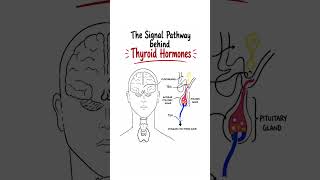 Endocrinology Insights: Thyroid Hormone Regulation #endocrinology  #TSH #TRH  #physiology  #meded