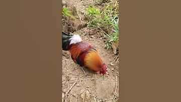 Qaib qus pom 1 ncawg neej  #anhtong miền Bắc