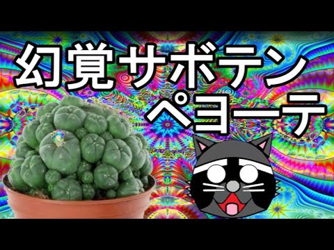 【アニメ】幻覚サボテン？ペヨーテを食べてみた【合法ドラッグ】