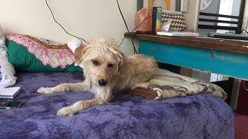 Using Counterconditioning to Stop Gabby From Barking When Gate is Opened