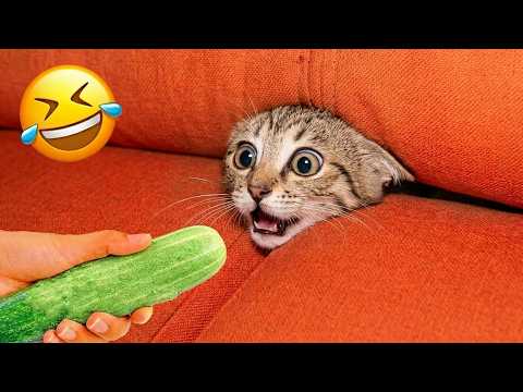You'll be laughing before you even realize what just happened! 😂