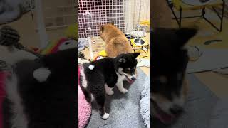 【番外編514】兄柴にちょっかいを出した結果、こうなった豆柴さん。-MOMONOSUKE'S DAILY LIFE #Shorts 514-