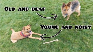 Old German Shepherd & Loud Young Pup Playing by Pawsonal Pet Care 103 views 7 months ago 4 minutes, 41 seconds