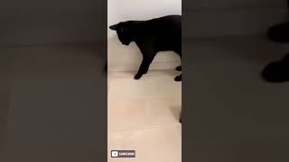 black cat dancing gif (LMAO) black cat dancing gif (LMAO)