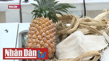 Vải làm từ sợi lá dứa