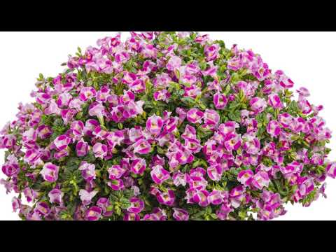 Видео: Torenia Wishbone Flower: информация о выращивании и уходе за растениями Wishbone