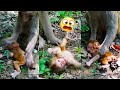 The mother monkey criticized the baby monkey for being too dirty so she cleaned her baby roughly