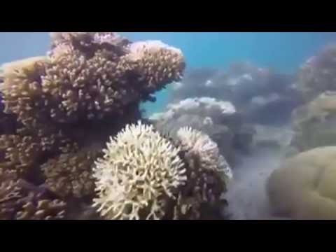 颱風惹的禍? 墾丁珊瑚嚴重白化 - 颱風惹的禍? 墾丁珊瑚嚴重白化