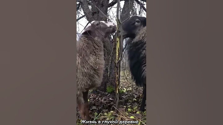 Бросил все в городе, уехал в лес живу один#shorts