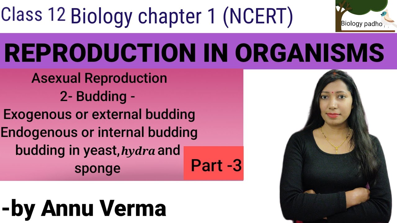 Budding |  types of budding with examples  | Class 12 biology  (NCERT) / NEET