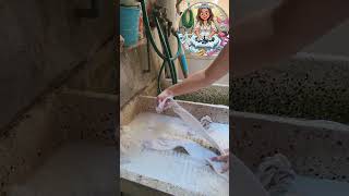 probando masita azul #espuma #cleantok #satisfying #laundry #limpieza #lavadero #lavanderia #asmr