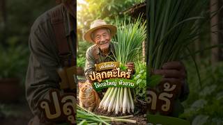เคล็ดลับปลูกตะไคร้ให้กอใหญ่ หัวอวบ.#เกษตร #ปลูกตะไคร้ #เกษตรอินทรีย์ #ลุงมีนชาวสวน