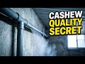 Industrial Moisture Control for Maximum Cashew Quality
