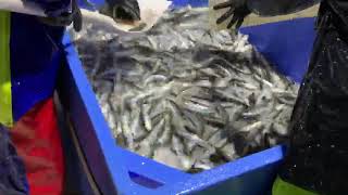 BP60HF Fish Pump Pumping Sardines