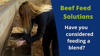 Have you considered feeding a blend to your beef cattle?