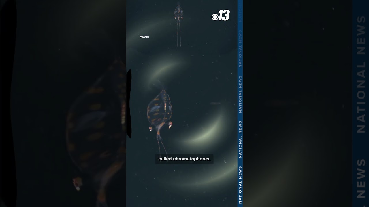 На камеру попали маленькие стеклянные кальмары, обитающие в глубоководных районах.