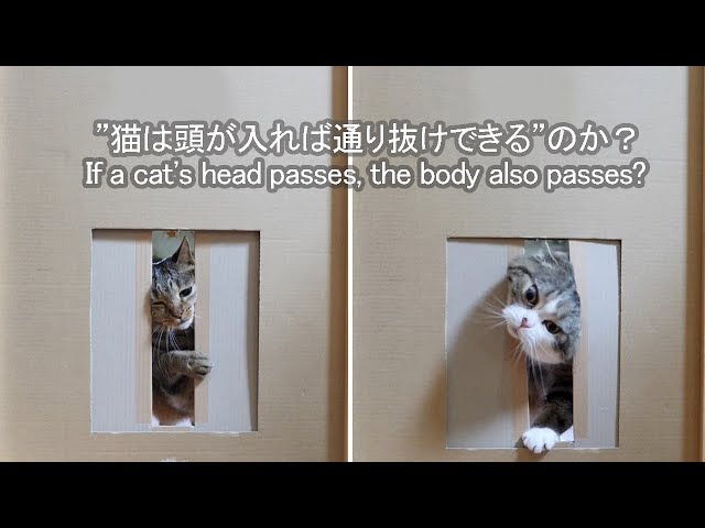 通り抜けるねこ。-Maru&Hana pass it.-