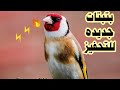 بتبتات حسون أنسى يصمت الحسون