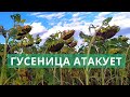 ОБЗОР ПОДСОЛНУХОВ  АРИЗОНА  КУПАВА КОНСТАНТИН!!! ГУСЕНИЦА И ЗАРАЗИХА НА ПОДСОЛНУХУ!!!