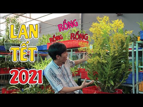 Video LAN TẾT 2021!!! Tết Mà Chưng Chậu 