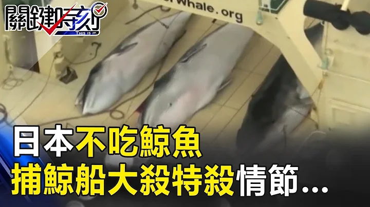 日本不吃鯨魚 升級雷達捕鯨船大殺特殺的捕鯨情節是… 關鍵時刻 20171023-6 王瑞德 - 天天要聞