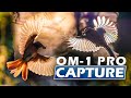 Pro capture settings om1  birds in flight photography