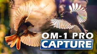 Pro Capture Settings OM-1 | Birds in Flight Photography