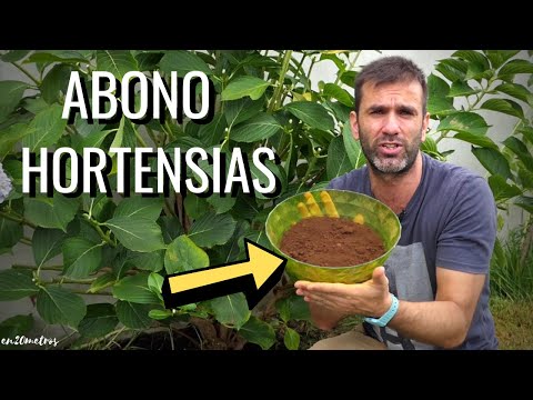 Video: Uso de fertilizante para hortensias: cuándo y cómo fertilizar hortensias