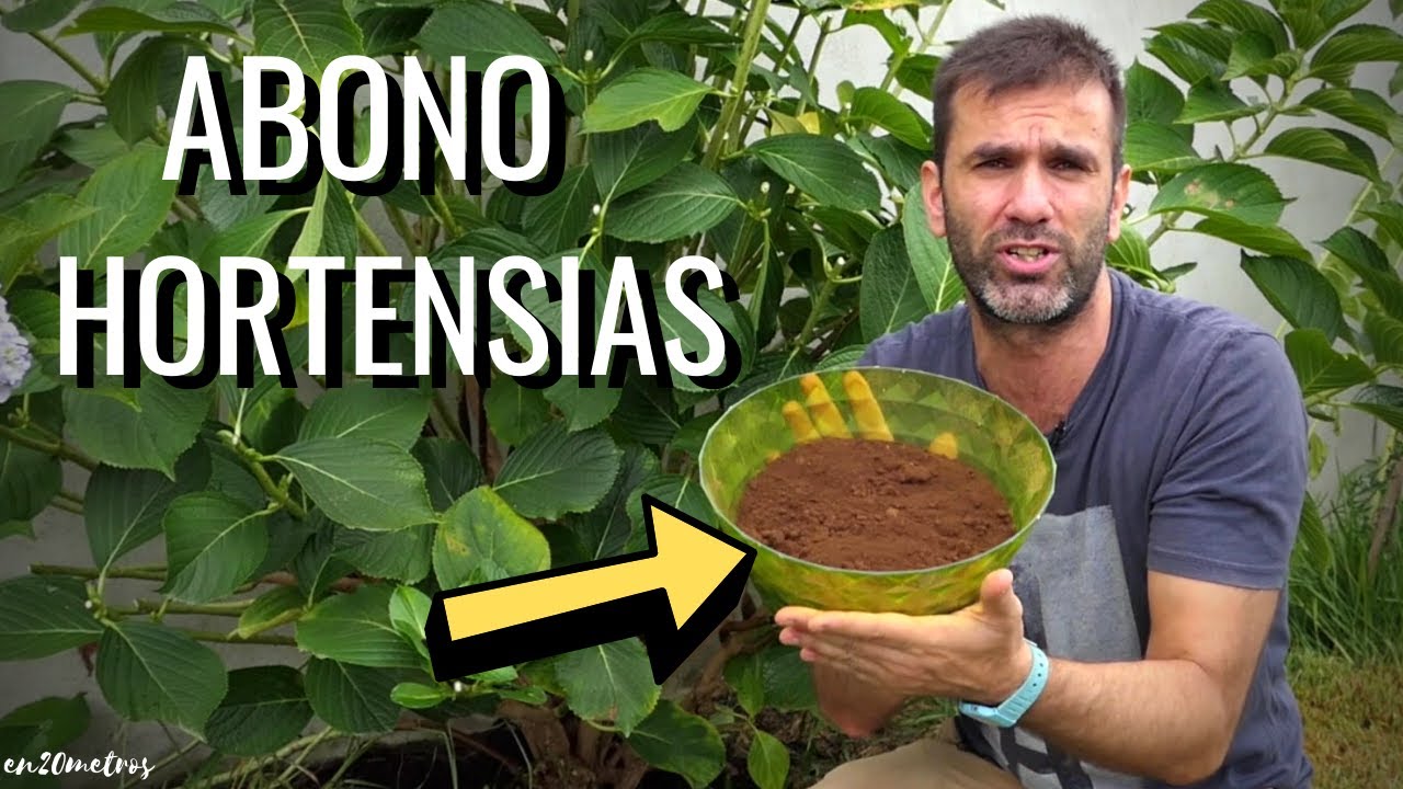 Limpieza y ABONADO de HORTENSIAS en VERANO: máxima floración || en20metros
