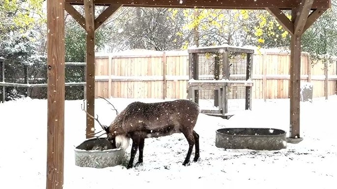 First Snowfall Brings Winter Magic To Chicago’s Brookfield Zoo